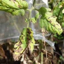 For many tomato growers, the tomato plant disease: Septoria Tomato Disease Identification And Control Home Garden Vegetables