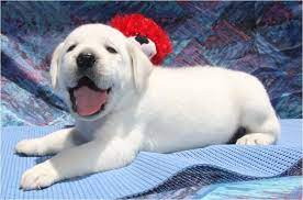 Beautiful healthy akc white english lab puppies born september 3rd. White English Labradors Puppy Labrador Retriever Labrador Puppy Labrador
