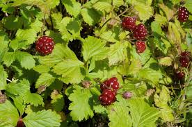 Image result for Rubus kirungensis