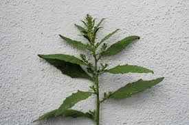 Image result for Chenopodium ambrosioides