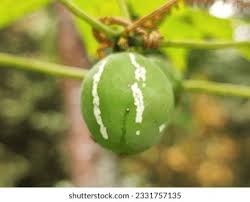 Image result for Zehneria