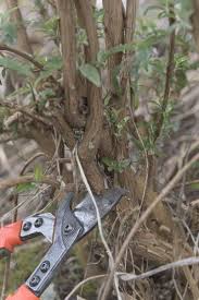 Sommerflieder Schneiden So Geht S Richtig Sommerflieder Flieder Schmetterlingsflieder
