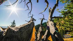 Maybe you would like to learn more about one of these? Argent At Empire Pass Park City Real Estate Deer Valley Real Estate