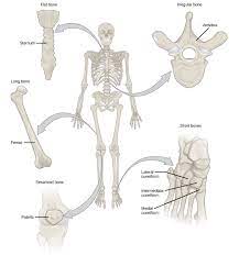 Types Of Bones Bone Structure Joints Types Of Bones Skeleton Anatomy Anatomy And Physiology