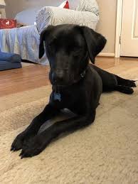 Many breeds available, even puppies and kittens. Operation Paws For Homes Umizoomi Large Dog Breeds Dog Adoption Rescue Dogs