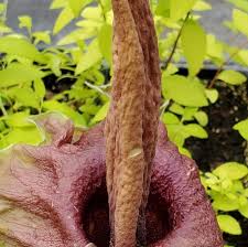 Image result for Amorphophallus goetzei
