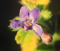 Image result for Hyptis