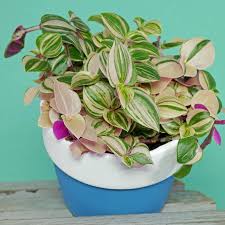 Image result for Tradescantia