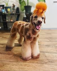 Hair dye and pets do not mix. Opawz Opawz Permanent Pet Hair Dyes Vegan Formula Facebook