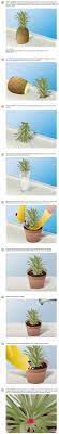How To Grow A Pineapple At Home Then Make Pineapple Salsa Plants Planting Flowers Backyard
