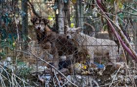 Opte sempre pela adopção de um animal sem dono num croa ao invés de comprar um numa loja ou criador. Visao Os Canis Que Agora Arderam Ja Tinham Sido Alvo De Uma Reportagem Da Visao Devido As Condicoes Em Que Viviam Os Animais