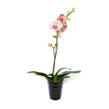 Maybe you would like to learn more about one of these? Floral At Whole Foods Market