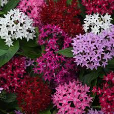 Image result for Pentas schimperi