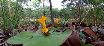 Image result for Leptactina benguelensis