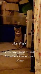 Part 1 Adventures with a feral cat...meet Fidget a local stray I rescued a  few months ago. She's starting to come out of her shell a bit but she's  still super nervous. Really sad story..she had 3 ...