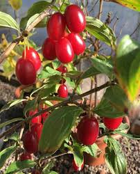 Cornus Mas Known Also As Cornerial Cherry Or Sorbet Edible Dogwood Is A Perennial Flowering Plant Belonging To The Dogwood Family C