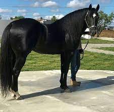 Pin De Lala En Caballos Establos De Caballos Caballos Negros Caballo Hermosos