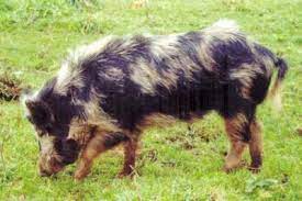 Arapawa Pigs Pig Breeds Feral Pig Domestic Pig