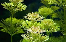Image result for Limnophila fluviatilis