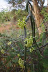 Image result for Cynanchum orangeanum