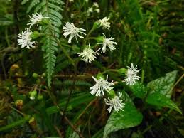 Image result for Adenostemma mauritianum