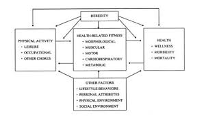 3 Physical Fitness Policies And Programs Assessing