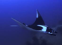 Manta Ray Manta Ray Animals Manta