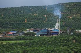 Is the second largest malaysia player in the vegetable oil and fresh fruits products industry. Indonesian And Malaysian Palm Oil At A Crossroads Global Risk Insights