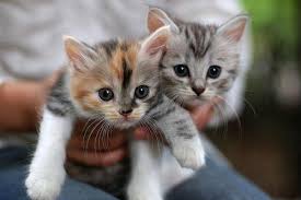 Cool cute images of cats and kittens. Cat Cats And Cute Image 446568 On Favim Com