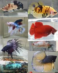 Aquabonsai Tropical Fish Betta Fish Betta