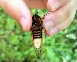 A new zealand based rock group (formed 1992), an electronic musician (now called. Zombie Cicadas Infected With Mind Controlling Fungus