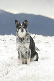 If you enjoy jogging or hiking, labraheeler dog will make a great exercise companion. Hd Wallpaper Dog Sitting Down On Snow Covered Field Black And White Australian Cattle Dog Sitting On Snowfield During Daytime Close Up Photo Wallpaper Flare