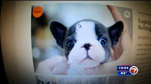 Are french bulldogs recognized by the akc? Woman Searching For French Bulldog Online Instead Became Victim Of Pandemic Puppy Scam Wsvn 7news Miami News Weather Sports Fort Lauderdale