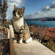 istanbul guzel kediler evcil hayvanlar kedi