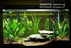 Aquatic fish tank decoration ideas image bieicons. Great Aquarium Decor