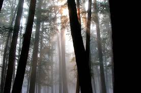 There's an extensive network of trails that lead throughout the park, allowing you to explore the pine forests on. Hartwick Pines Reawakening Nature S Grandeur Meets History At Park Gt Scene Record Eagle Com