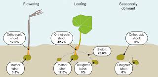 Image result for Nervilia adolphi