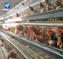 a Type Chicken Cages Egg Layer Chicken Cage Poultry Equipment Chicken  Farming with Automatic Feeder
