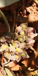 Image result for Argyreia nervosa