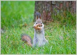 Pin By Amy Brown On Squirrels Are My Spirit Animal Rabid Squirrels At A Rave Spirit Animal My Spirit Animal Animals