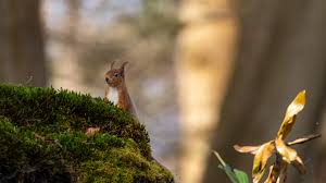 Image result for Brown Squirrel 2014 Peugeot