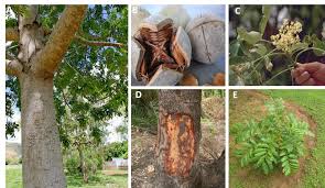 Image result for Khaya