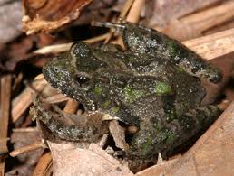Altogether, recent developments in minocqua, wi make it easier for customers to get good coverage, fast data, reliable. Northern Cricket Frog Acris Crepitans Species Profile