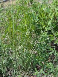 Image result for Ctenium concinnum