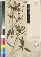 Image result for Dolichopentas