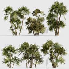 Image result for Acoelorrhaphe wrightii