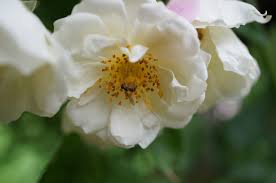 Image result for Rosaceae