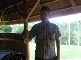 Image result for Myrianthus arboreus