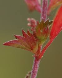 Image result for Acalypha segetalis