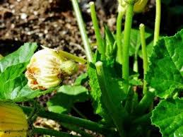 Squash blossoms (called courgette flowers in great britain) are the edible flowers of cucurbita species, particularly cucurbita pepo, the species that produces zucchini (courgette), marrow, spaghetti squash, and many other types of squash. Why Squash Blossoms Fall Off The Vine